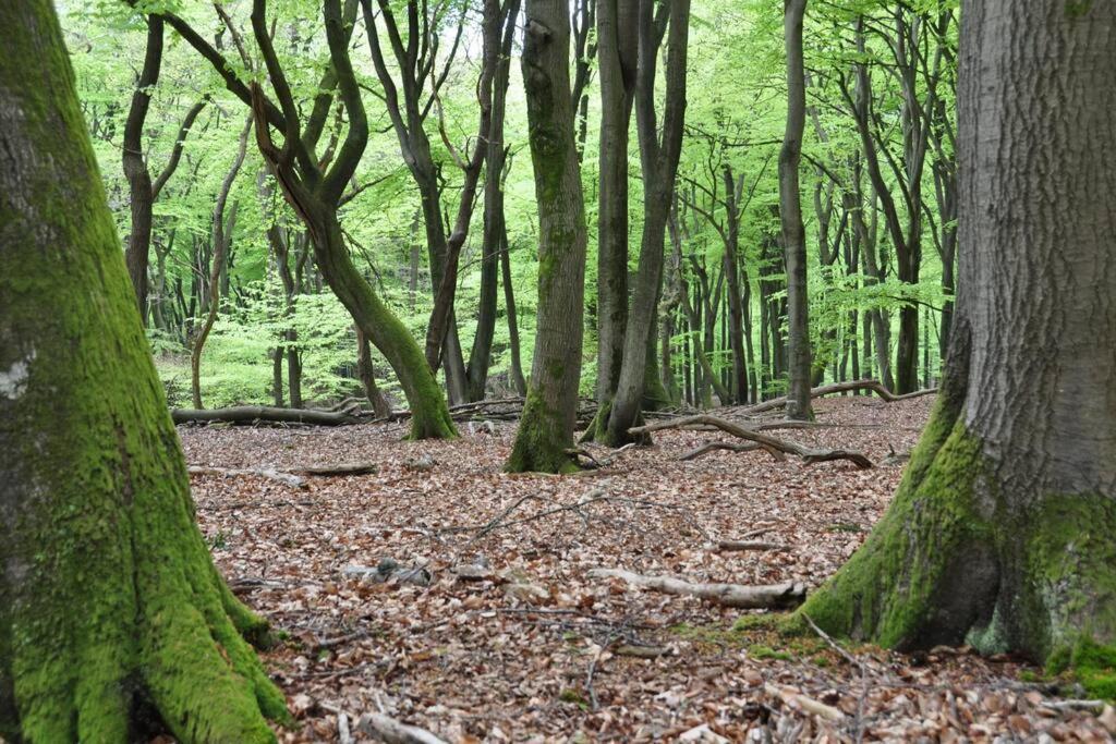 Op Boszicht Genieten Van De Rust & Natuur Putten Dış mekan fotoğraf